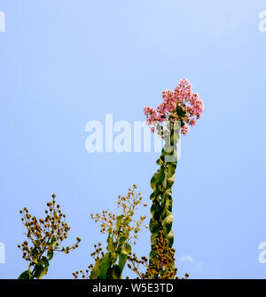 Rosa Texas Crape Myrtle Blumen am Ende der blühenden Jahreszeit mit einem blauen Himmel im Hintergrund. Stockfoto