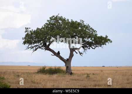 Paviane sitzen auf einer Kigelia Baum (Kigelia Africana) in der Serengeti National Park, Tansania Stockfoto