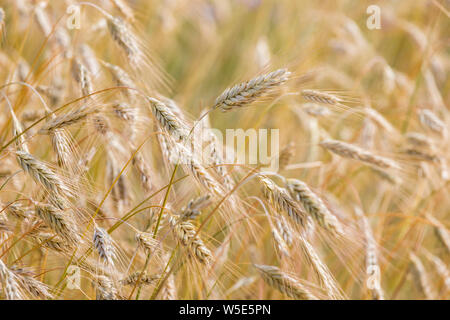 Gerste Korn Feld im Sommer Stockfoto