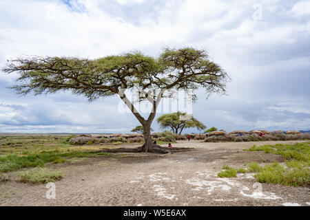 Akazie in der Serengeti National Park, Tansania Stockfoto