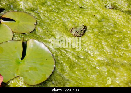 Grüner Teichfrosch, Wasserfrosch (Rana esculenta, Syn. Pelophylax esculentus) sonnt sich in Algenteppich aus Fadenalgen Stockfoto