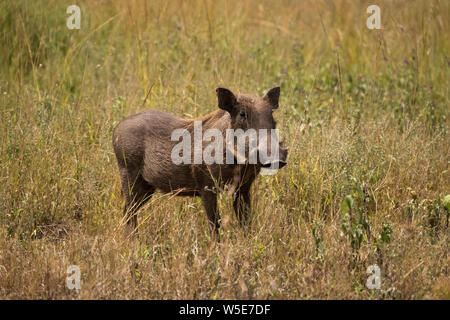 Warzenschwein (Phacochoerus africanus) in der Serengeti, Tansania fotografiert. Stockfoto