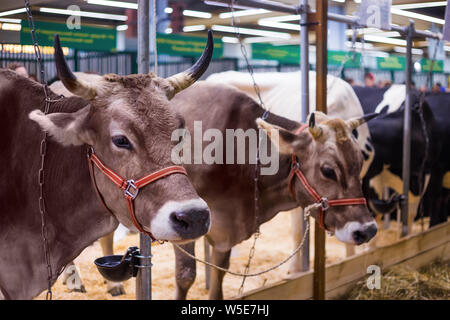 Portrait von Kühen an landwirtschaftlichen Tier Ausstellung Stockfoto