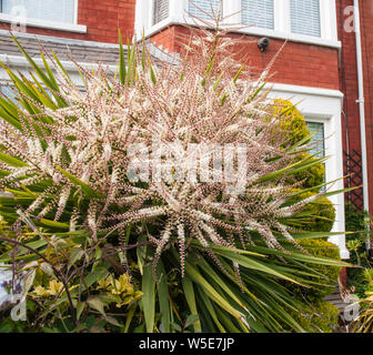 Cordyline australis Dracaena australis mit langen Blume Rispen mit vielen kleinen creme-weißen Blüten Stockfoto