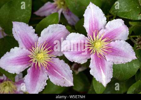 Clematis, Waldrebe, Blume, Rosa, rosa, Blumen, Strauch, Busch, Blüte