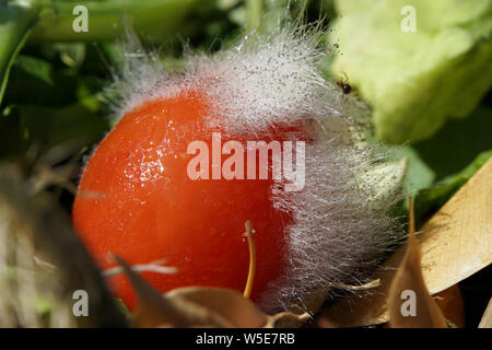(Aspergillus Gießkannenschimmel spec.) In einer Tomate Stockfoto