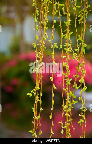 Der Chinesische Garten der Freundschaft in Chinatown, Sydney, NSW, Australien Stockfoto