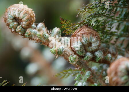 Grannen-Schildfarn, Borstiger Schildfarn (Polystichum setiferum), junge farnwedel vor dem Ausrollen Stockfoto