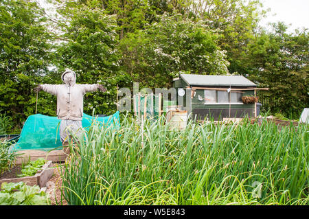 Vogelscheuche auf Zuteilung site mit Kulturen, um es Stockfoto