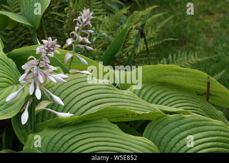 (Funkie, Herzblattlilie Hosta spec.) - blühende Pflanze Stockfoto