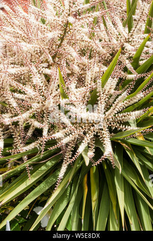 Cordyline australis Dracaena australis mit langen Blume Rispen in enger bis Lager in vielen kleinen creme-weißen Blüten Stockfoto