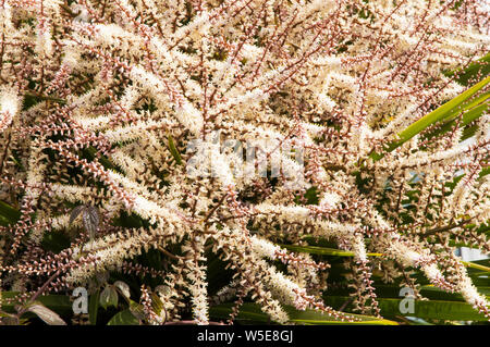 Cordyline australis Dracaena australis mit langen Blume Rispen in enger bis Lager in vielen kleinen creme-weißen Blüten Stockfoto