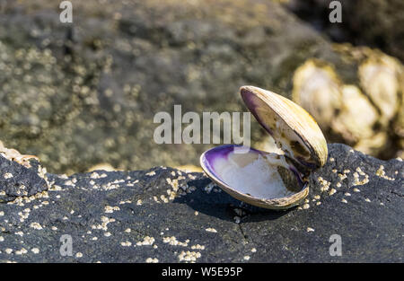 Geöffnet seashell in Nahaufnahme, Strand Hintergrund, das Haus einer Muschel, marine Leben Tiere Stockfoto