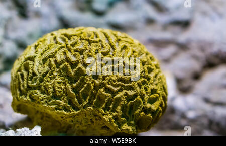 Gelber gerillter Gehirnkoralle in Nahaufnahme, marine Leben Hintergrund, populäre dekorative Pet in der Aquakultur, auf die wirbellosen Tierart vom karibischen Meer Stockfoto