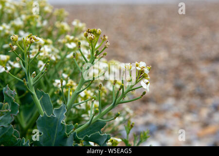 Blühende Meer - Kale (Crambe maritima) am Kiesstrand, Damme, Suffolk Stockfoto