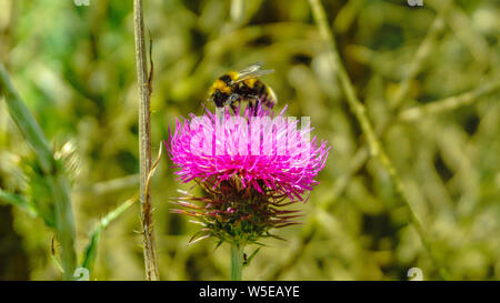 Helle, schöne Disteln in den Wald. Nahaufnahme. Eine Biene sammelt Pollen Honig zu machen. Stockfoto