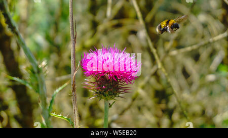 Helle, schöne Disteln in den Wald. Nahaufnahme. Eine Biene sammelt Pollen Honig zu machen. Stockfoto