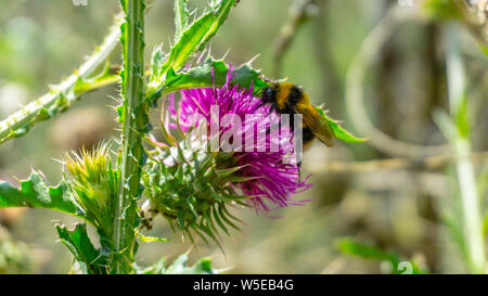 Helle, schöne Disteln in den Wald. Nahaufnahme. Eine Biene sammelt Pollen Honig zu machen. Stockfoto