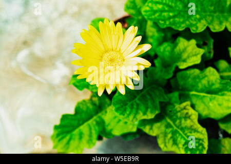 Zarte gelbe Gerbera Blumen wachsen in einem Topf in einem Gewächshaus. Raum unter dem Text. Gerbera ist im Gewächshaus kultiviert. Topf mit tsvetushim Fl Stockfoto