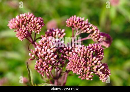 Allium Sphaerocephalon. Sie sind in der Regel rot-lila. Der amaryllidaceae Familie. Stockfoto