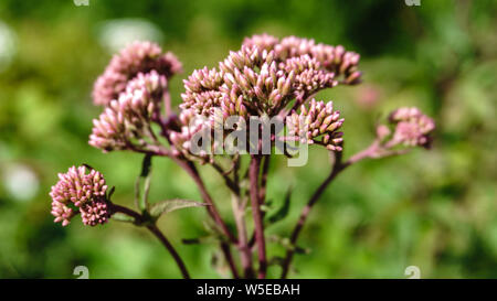 Allium Sphaerocephalon. Sie sind in der Regel rot-lila. Der amaryllidaceae Familie. Stockfoto