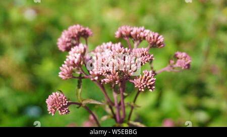 Allium Sphaerocephalon. Sie sind in der Regel rot-lila. Der amaryllidaceae Familie. Stockfoto