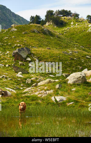 Rinder in den Feuchtgebieten bei Aigüestortes i Estany de Sant Maurici Nationalpark (Aran Tal, Lleida, Pyrenäen, Katalonien, Spanien) Stockfoto