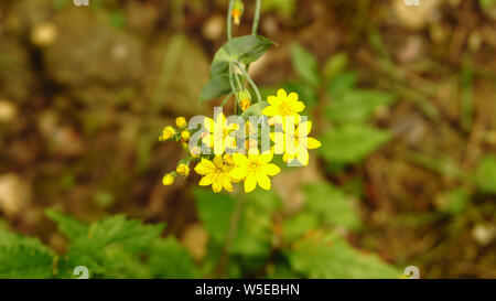 Gelbe Mauerblümchen Ansicht von oben. Auch als Erysimum bekannt, es ist eine Gattung von Blütenpflanzen in Brassicaceae. Stockfoto