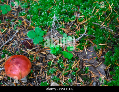 Bertha Creek Campground, Alaska Stockfoto