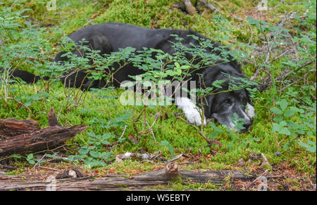 Bertha Creek Campground, Alaska Stockfoto