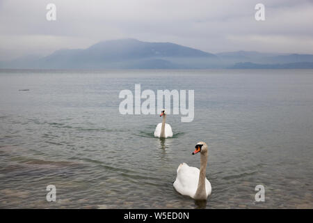 Ruhige Szene schöne reine weiße Schwäne am Gardasee in Italien, am Ufer des Gardasees. Stockfoto