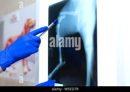 Tierarzt Arzt ansehen x-ray Image der Hund, der vom Sofa sprang und brach ein Bein. Stockfoto