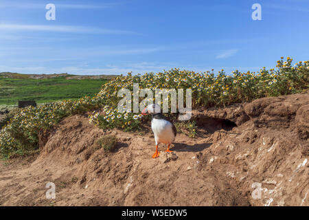 Gemeinsame Papageitaucher Papageitaucher (Fratercula arctica) stehend, durch eine Höhle auf Skomer, einem Naturschutzgebiet Insel vor der Küste von West Wales Pembrokeshire. Stockfoto