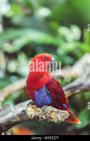 Bunte rote weibliche Eclectus Parrot (Eclectus roratus), schließen Foto Stockfoto