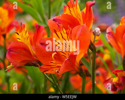 Schönes helles Alstroemeria (Peruanische Lily) Blumen, Sorte "Orange Herrlichkeit" im Sommergarten Stockfoto