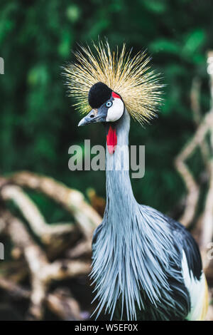 Schwarz gekrönt - Kran Vogel - Balearica pavonina, Bali, Indonesien. Portrait Nahaufnahme Stockfoto