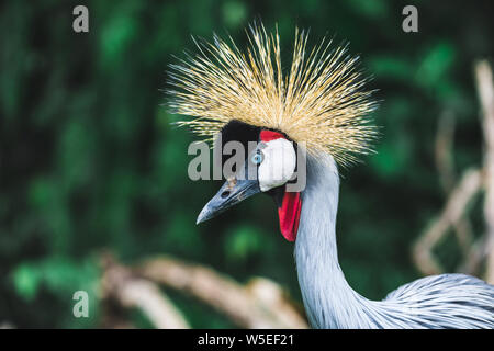 Schwarz gekrönt - Kran Vogel - Balearica pavonina, Bali, Indonesien. Portrait Nahaufnahme Stockfoto