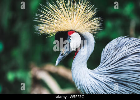 Schwarz gekrönt - Kran Vogel - Balearica pavonina, Bali, Indonesien. Portrait Nahaufnahme Stockfoto