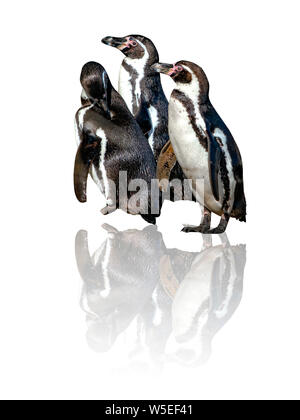 Gruppe von drei Humboldt Pinguine Spheniscus humboldti, auf weißem Hintergrund mit spiegelt es. Der pinguin ist ein Südamerikanisches Pinguin Stockfoto