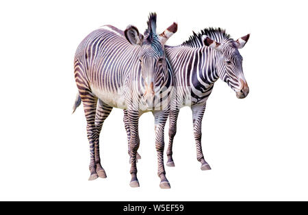 Nahaufnahme Foto des Paares Chapman Zebras isoliert auf dem weißen Hintergrund, Equus quagga chapmani. Es ist Unterarten der Plains Zebra. Sie sind native Stockfoto