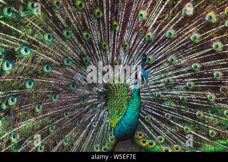 Bunter Tanz indische männlichen Pfau und seine wunderbaren bunten Schwanz. Portrait Nahaufnahme. Multicolor feather Muster als Hintergrund- oder Textur Stockfoto