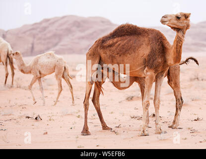 Eine wilde Baby Camel Krankenschwestern von ihrer Mutter Kamel in der Wüste. Stockfoto