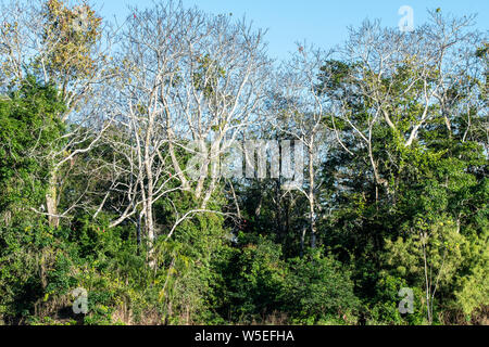 Dschungel Vordach des Pacaya-Samiria National Reserve im Peruanischen Amazonas Stockfoto