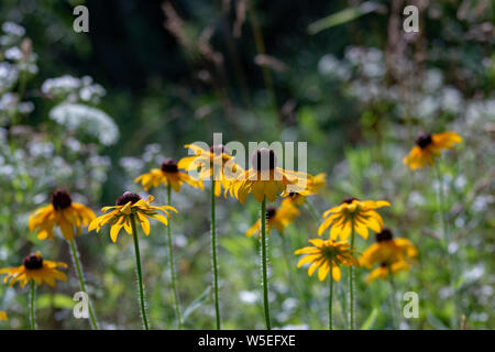 Morgentau auf einem black-eyed Susan wildflower an das Morton Arboretum in Lisle, Illinois. Stockfoto