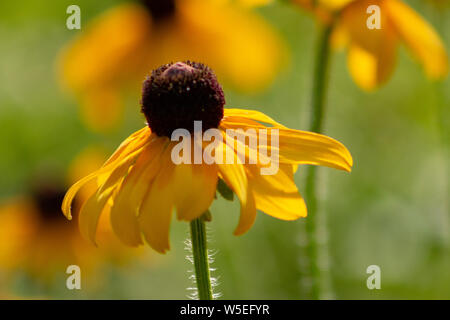 Morgentau auf einem black-eyed Susan wildflower an das Morton Arboretum in Lisle, Illinois. Stockfoto