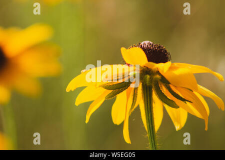 Morgentau auf einem black-eyed Susan wildflower an das Morton Arboretum in Lisle, Illinois. Stockfoto