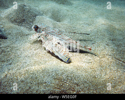 Flying Gurnard oder Helm Knurrhahn dactylopterus volitans ruht auf dem sandigen Boden des Meeresbodens Stockfoto