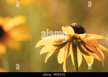 Morgentau auf einem black-eyed Susan wildflower an das Morton Arboretum in Lisle, Illinois. Stockfoto