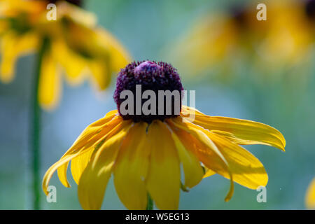 Morgentau auf einem black-eyed Susan wildflower an das Morton Arboretum in Lisle, Illinois. Stockfoto