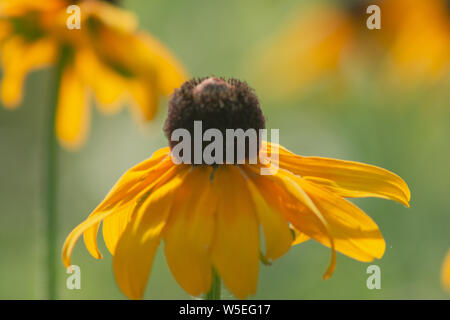 Morgentau auf einem black-eyed Susan wildflower an das Morton Arboretum in Lisle, Illinois. Stockfoto